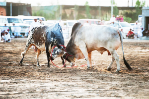 Bull Butting Fujairah