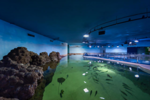 Sharjah Aquarium and Maritime Museum