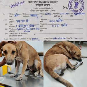 India: Female stray dog raped by 40-year-old Indian man in Maharashtra